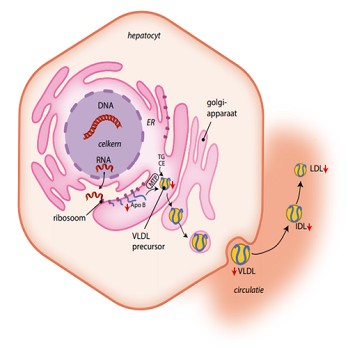 Een zeer laag LDL-cholesterol