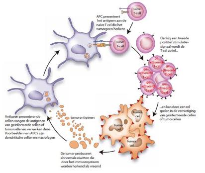 Immunotherapie met immuuncheckpointblokkade