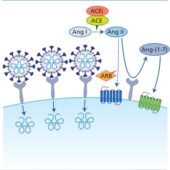 ACE2 en angiotensine-(1-7): kansen voor de behandeling van hart- en vaatziekten en COVID-19? 