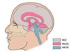 Neurorevalidatie in de eerste lijn deel 1: achtergronden en probleemanalyse