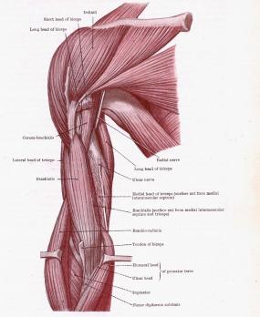 Rhabdomyolyse