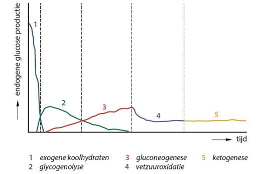 De suffe pasgeborene: hypoglykemie