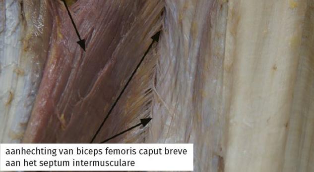 Fascia, een andere kijk op bindweefsel (BD)