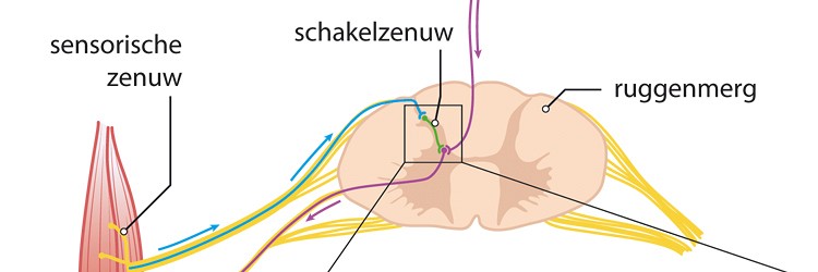 Narcolepsie en kataplexie 