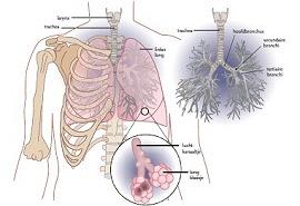 Het respiratoir systeem