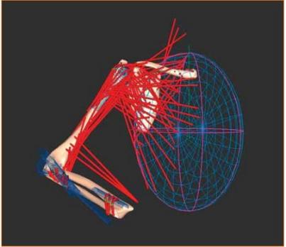 De betekenis van myofasciale krachttransmissie voor spier-skeletmodellen