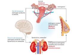 Antihormonale therapie als aanvullende behandeling bij mammacarcinoom