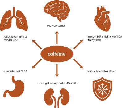 Coffeïnetherapie bij apneus: een precair evenwicht?