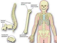 Kinderen in de groei