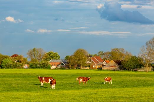 Patiënten met bewezen koemelkallergie tonen vaker een allergische reactie op Nutrilon Pepti dan op Nutramigen