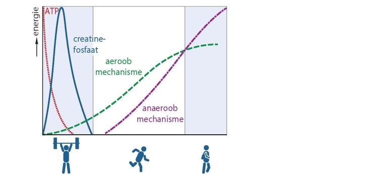 Is er sprake van een metabole myopathie? Handvatten om te besluiten wanneer aanvullend onderzoek dient plaats te vinden