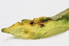 Acrodermatitis chronica atroficans (ACA)