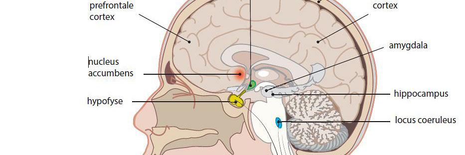 Pleidooi voor meer positieve stress