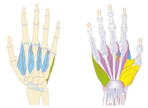 Functionele anatomie van de hand en pols (VI)