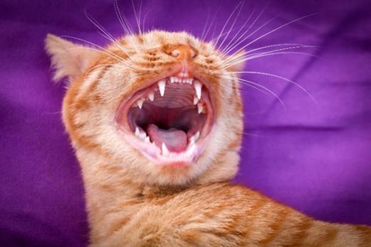 Van dier naar mens: radiologische sleutelbeelden bij zoönosen. Deel 2: de dierenliefhebber
