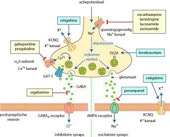 Anti-epileptica: what’s new?