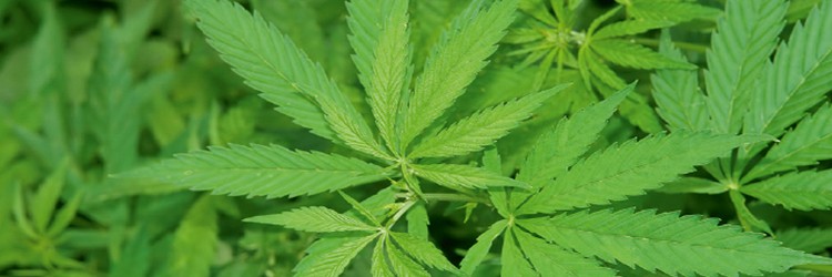 Cannabidiol voor therapieresistente epilepsie: hype of wondermiddel? 