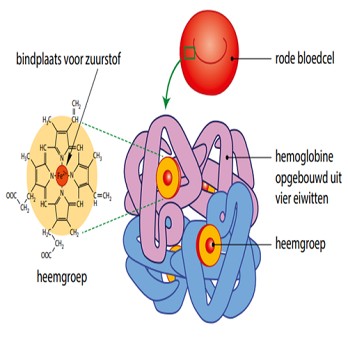 Hemoglobine