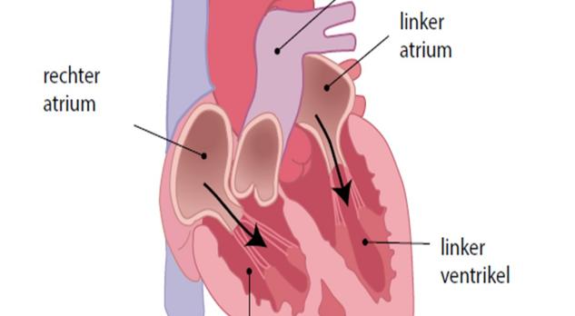 Revalidatie in de eerste lijn van stabiele patiënten met chronisch hartfalen deel 1 (VI)