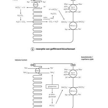 De nieren en het zuur-base-evenwicht 