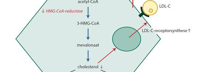 Zijn statines effectief en veilig in de behandeling van kinderen met familiaire hypercholesterolemie? 