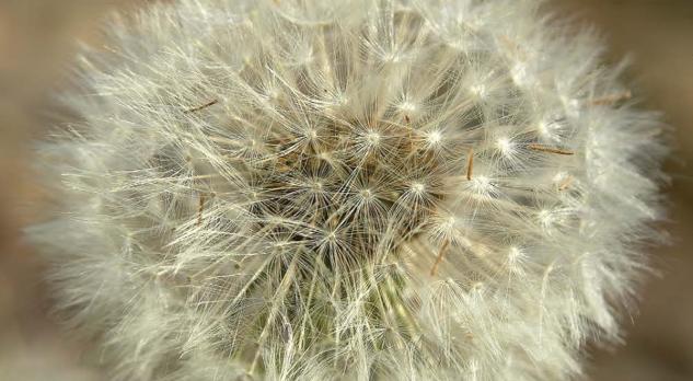Allergische aandoeningen