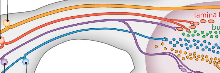 Anatomie en fysiologie van pijn 