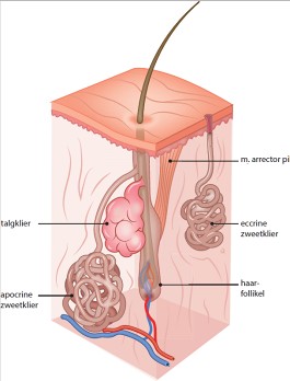 Hyperhidrose 