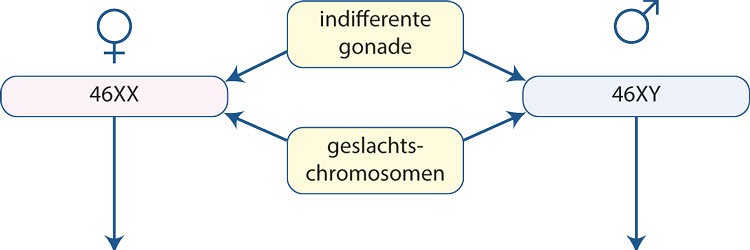 Wat zeg je tegen ouders als er twijfel is over het geslacht (DSD)? 