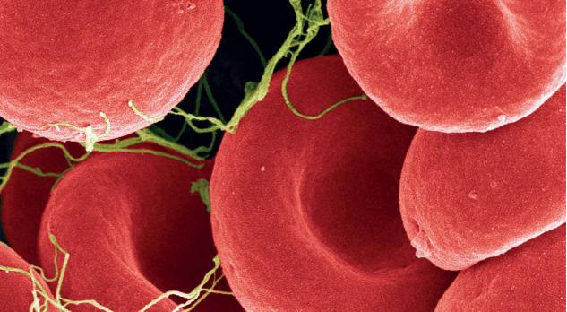 Anticoagulantia