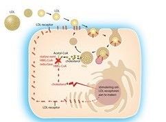 Vetmetabolisme en statines