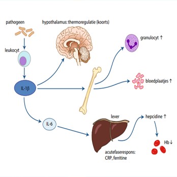 Auto-immuun of auto-inflammatoir? 