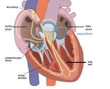 ECG in de verslavingszorg