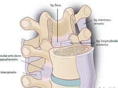 De wervelkolom biomechanisch bekeken: hoe belasting kan leiden tot gebreken