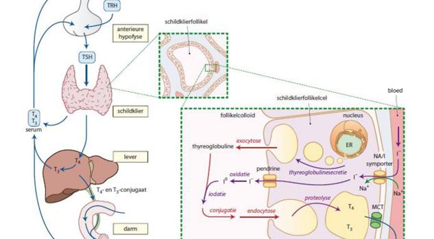 Diagnostiek en behandeling van verworven schildklieraandoeningen