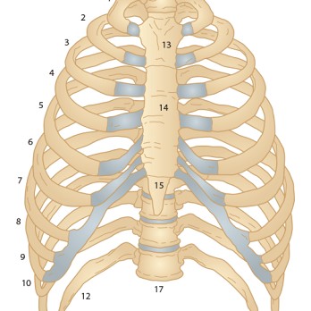 De behandeling van ribfracturen 