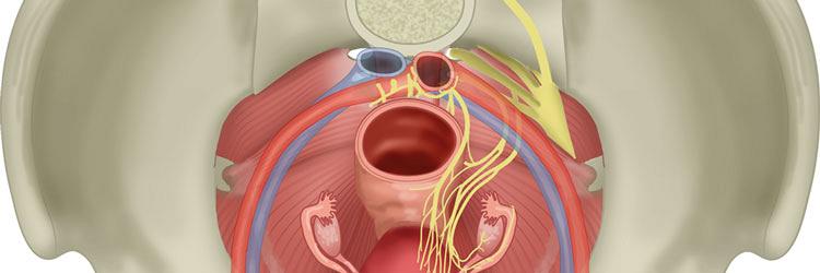 Bekkenfysiotherapie, meer dan alleen een bekkenbodem behandelen