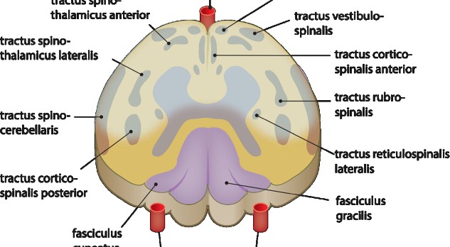 Een zeldzame complicatie van perioperatieve hypotensie: het ventral cord syndrome