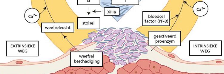 Antistolling tijdens cardiopulmonale bypass