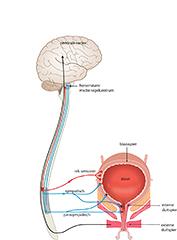 Mictiestoornissen door antipsychotica