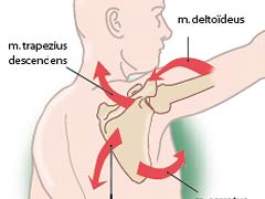 Musculaire aansturing van de scapula