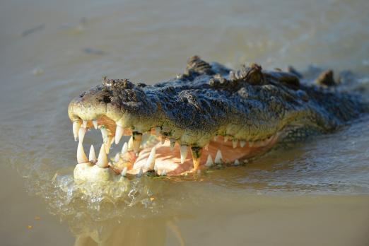 HELP, er ligt een krokodil onder mijn bed!