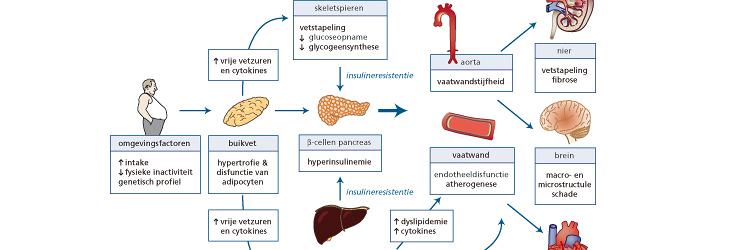 Het metabool syndroom en de cardiovasculaire gevolgen