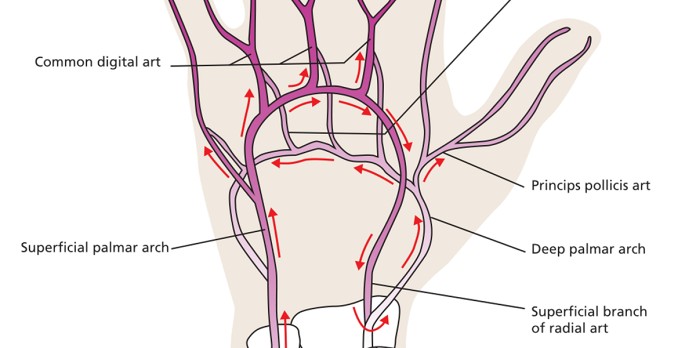 Intra-arteriële toegang in de interventieradiologie 