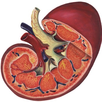 Nierinfarct: mogelijke oorzaken en passende diagnostiek 