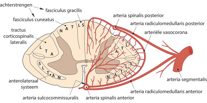 Myelumischemie: vasculaire anatomie, clinico-radiologische presentatie en onderliggende oorzaken