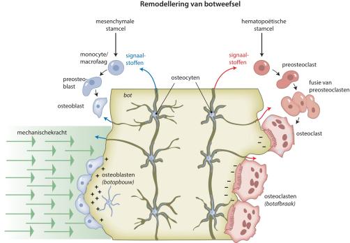 Een mechanobiologische kijk op bindweefsel (AF/BD)